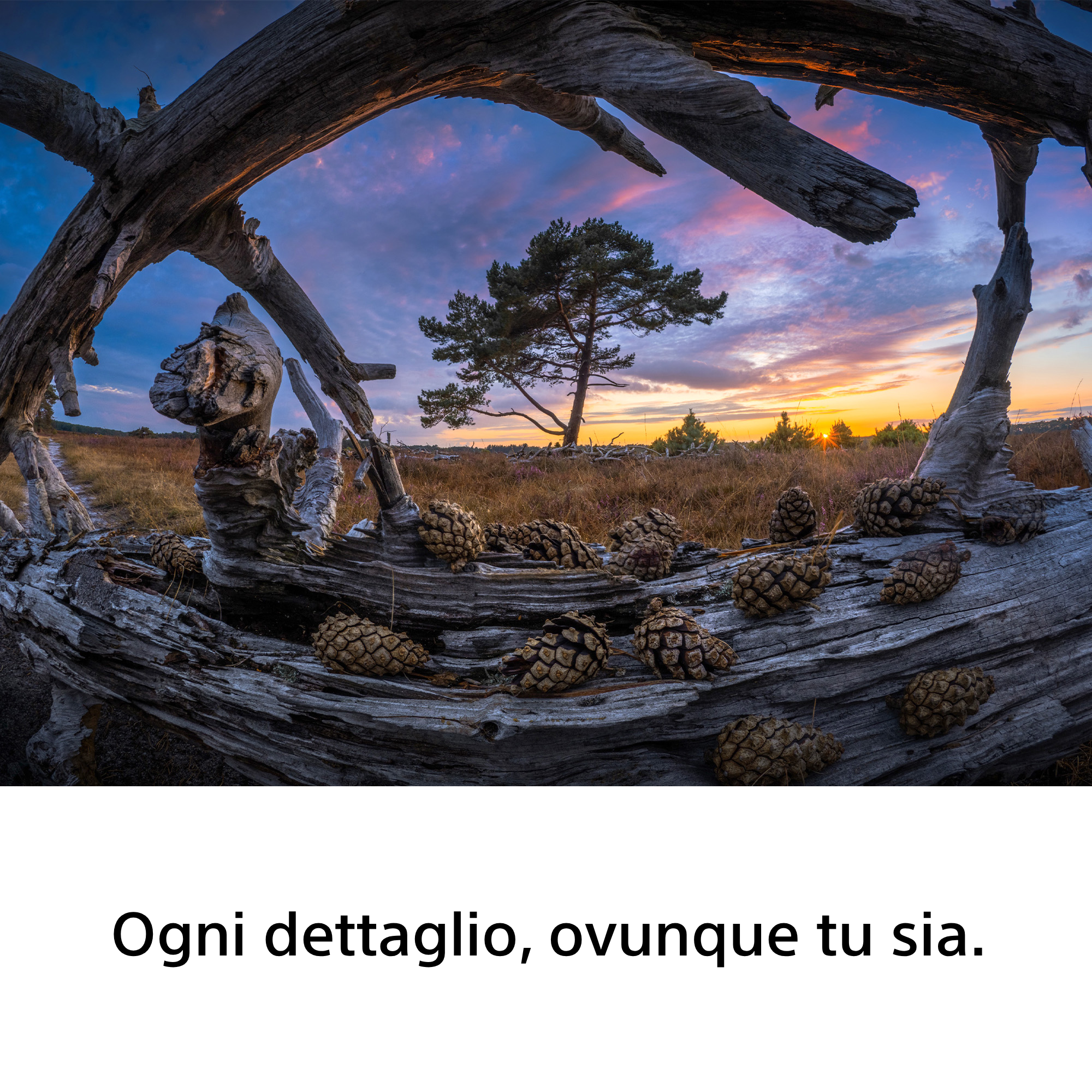 Sony FE 8-14mm f/3.5 G Fisheye - Garanzia Sony Italia - immagine 5