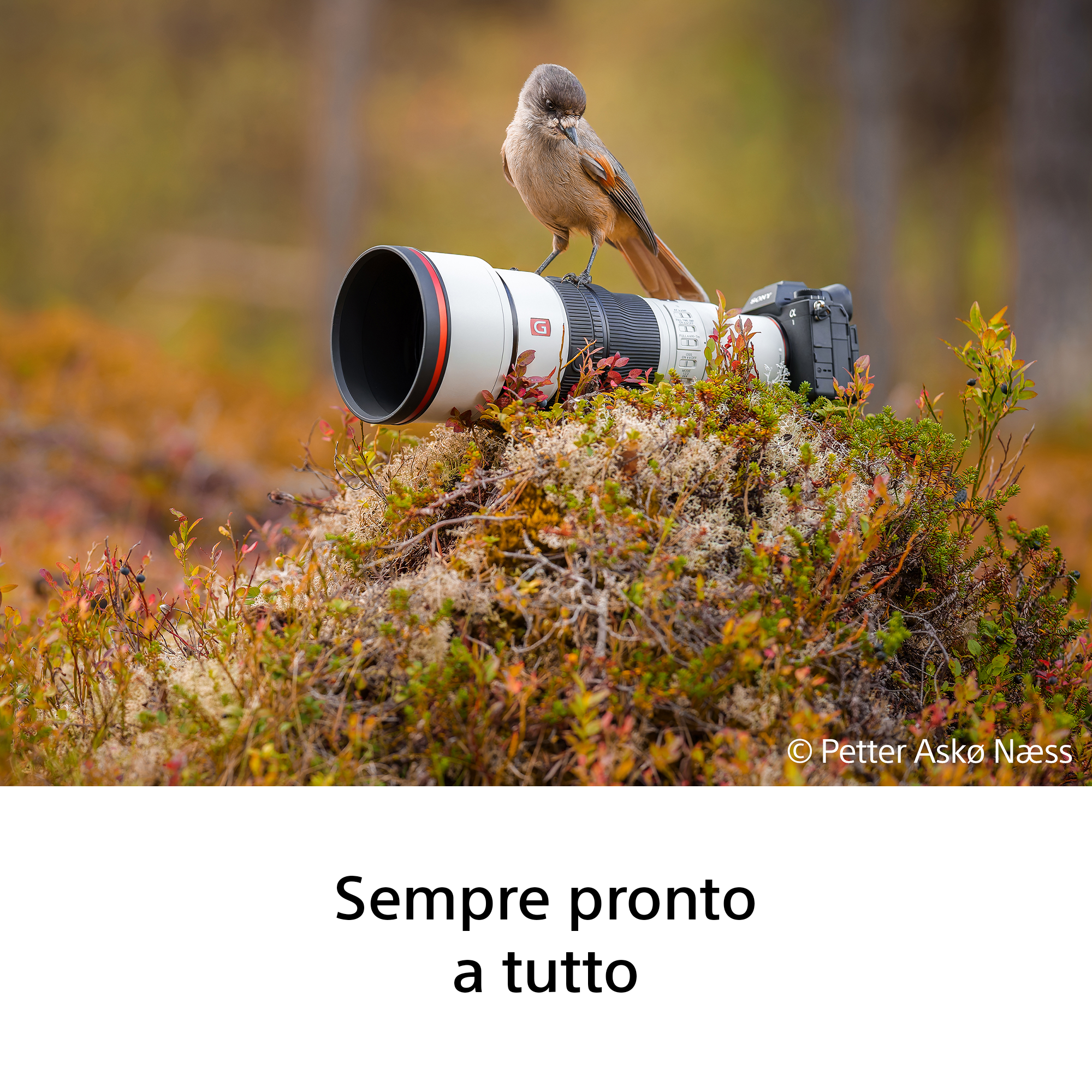 Sony FE 600mm f/6.3 GM OSS - Garanzia Sony Italia - immagine 4