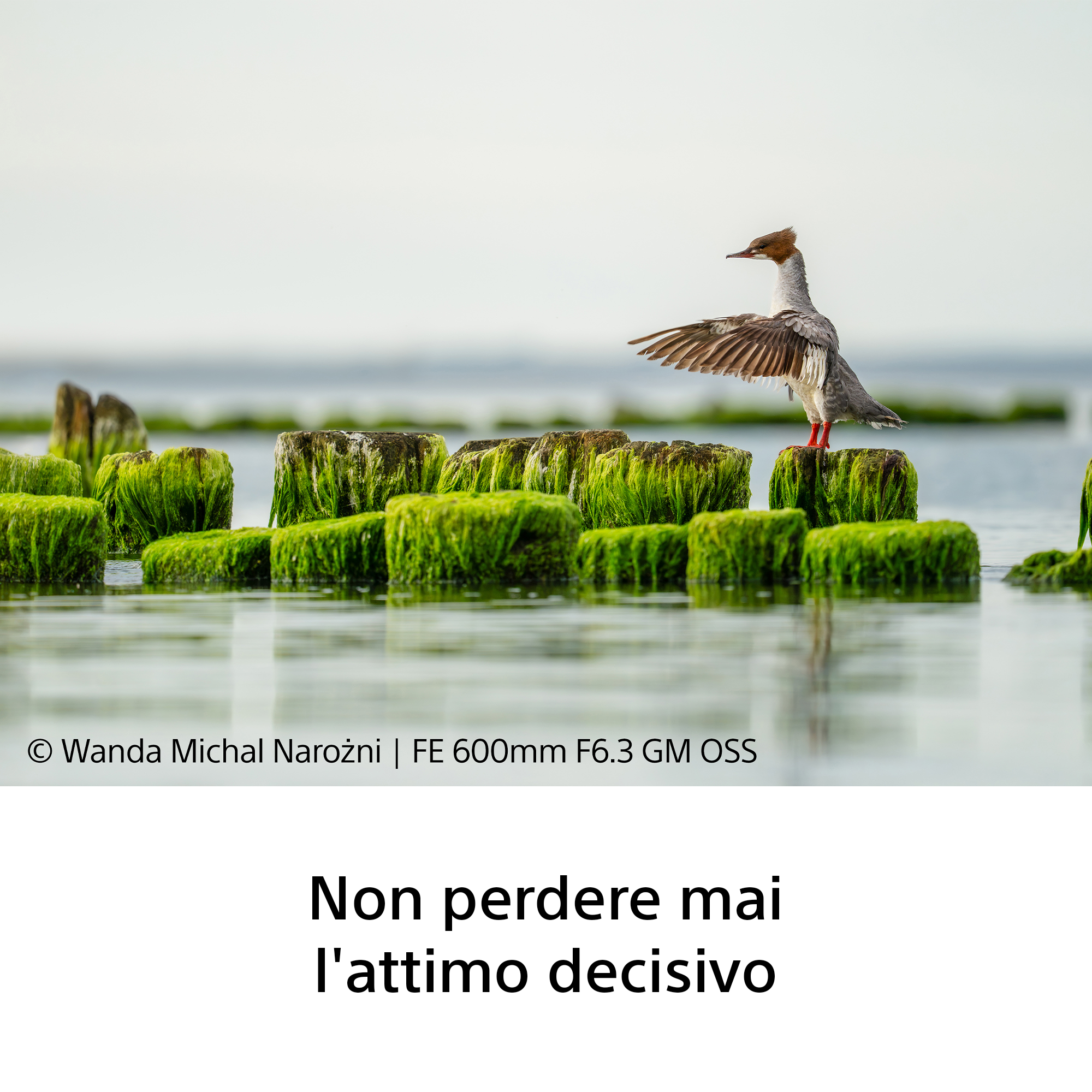 Sony FE 600mm f/6.3 GM OSS - Garanzia Sony Italia - immagine 3